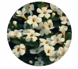 Bacopa monnieri