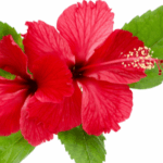 Hibiscus Sabdariffa