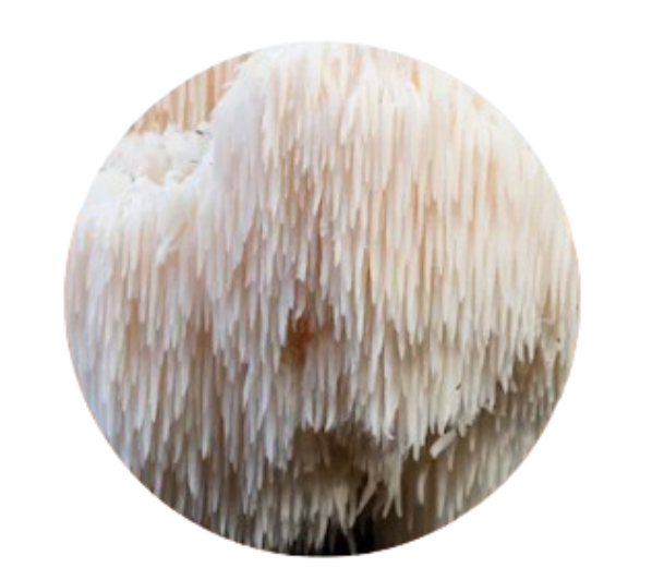 Lion’s Mane Mushroom