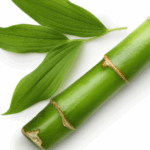 Phyllostachys Edulis