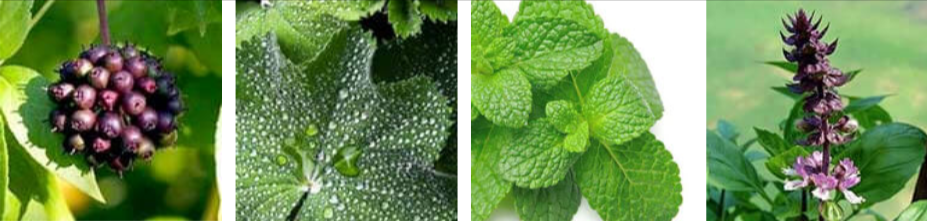 Enki Elixir Ingredients