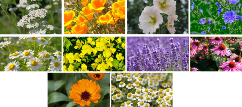 Medicinal Garden Kit