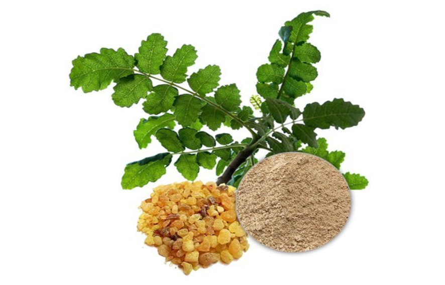 boswellia-jpeg